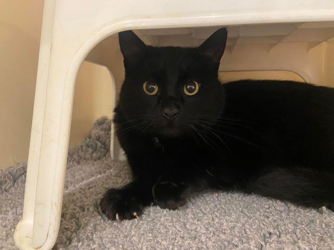 Salisbury Cat Missing For TWO YEARS Reunited With Owners salisbury-cat-missing-for-two-years-reunited-with-owners